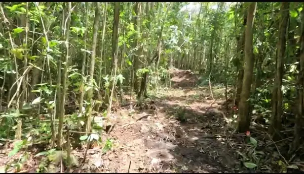 Carr 646 km 7.2 BO RÍO ARRIBA, Vega Baja, PR 00693