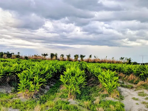 0 MINERAL BRANCH RD, Zolfo Springs, FL 33890