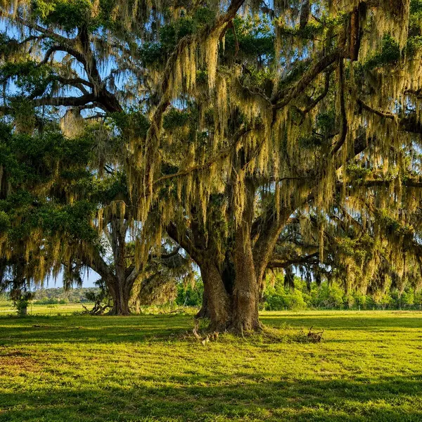 MONDON HILL RD, Brooksville, FL 34601