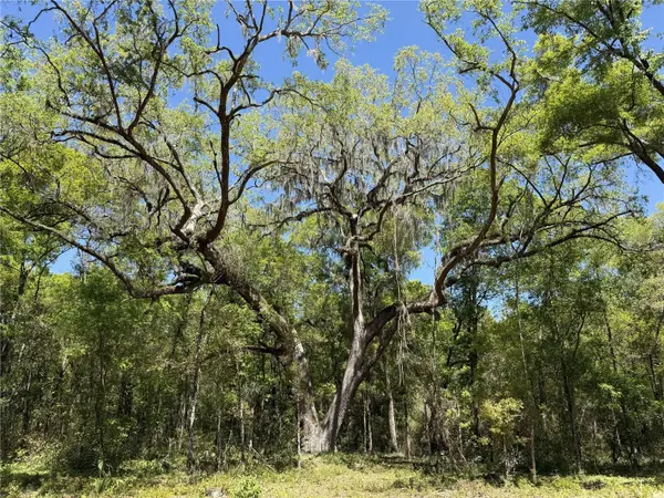 Irvine Acres #5 (13ac) W HWY 318, Reddick, FL 32686
