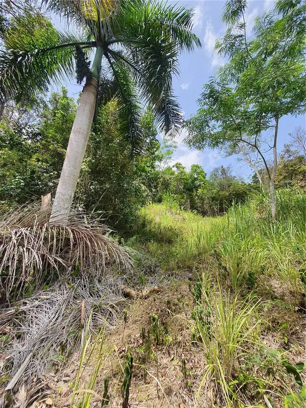 PR-853 INTERIOR CACAO WARD #LOT 7, Carolina, PR 00987