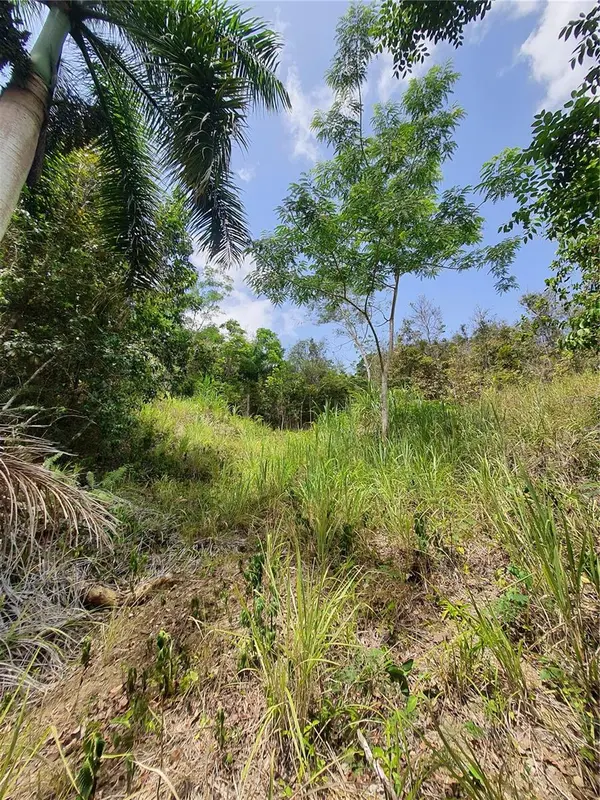 PR-853 INTERIOR CACAO WARD #LOT 7, Carolina, PR 00987