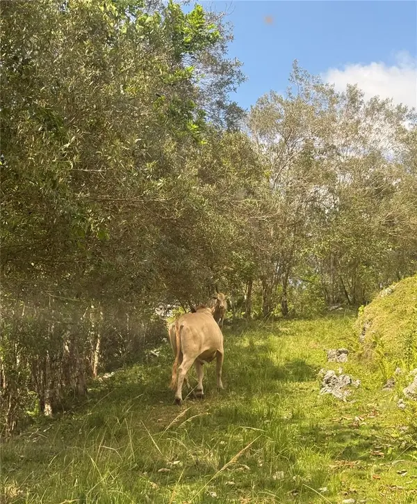 PR 6684 BUENA VISTA KM HM 2.5, Morovis, PR 00687
