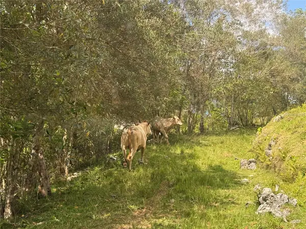PR 6684 BUENA VISTA KM HM 2.5, Morovis, PR 00687