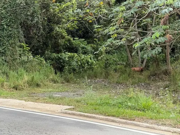 RD 978 KM 2.7 CHUPACALLOS WD, Ceiba, PR 00735