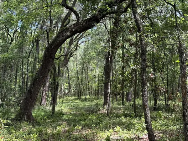 WOH #1 (15ac) NW 193RD ST, Micanopy, FL 32667