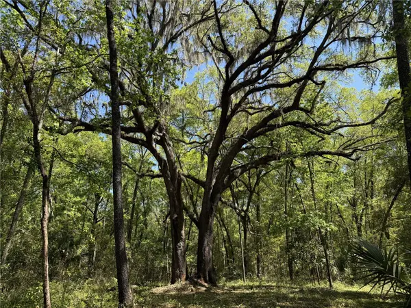 WOH #1 (15ac) NW 193RD ST, Micanopy, FL 32667
