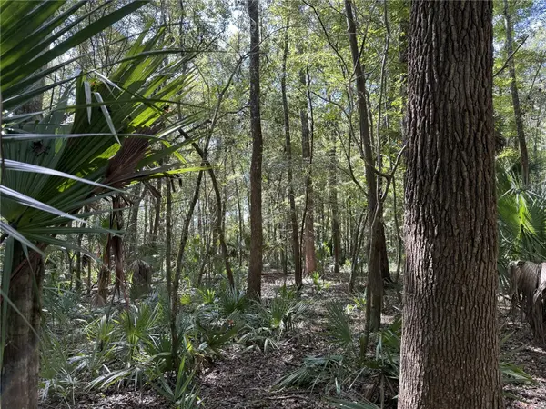 WOH #1 (15ac) NW 193RD ST, Micanopy, FL 32667