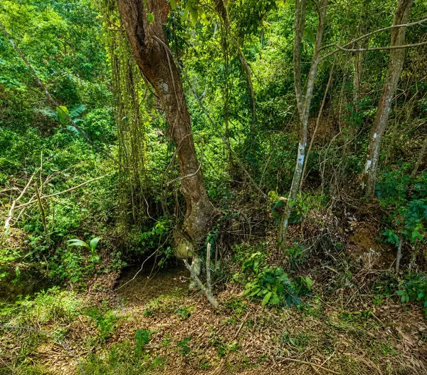 PR-982 KM 2.3, Fajardo, PR 00738