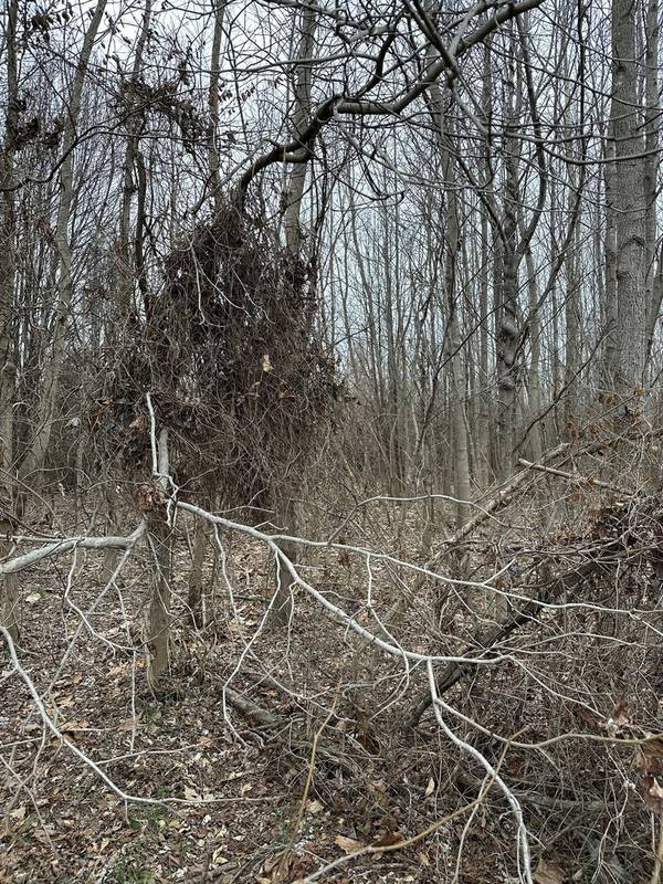 Lot 1 Pecan RD, Duquoin, IL 62832