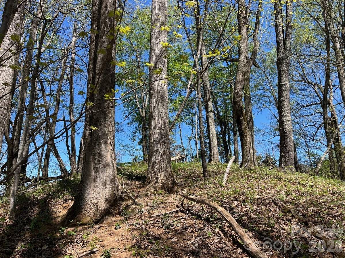 0 Crackin Chestnut LN, Sylva, NC 28779