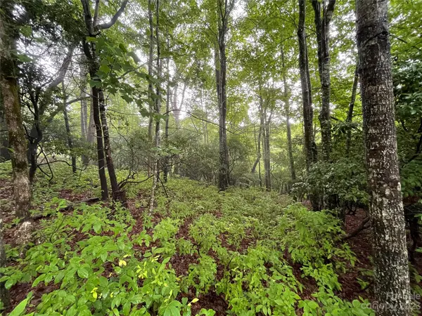 TBD Tellico TRL #116/01, Brevard, NC 28712