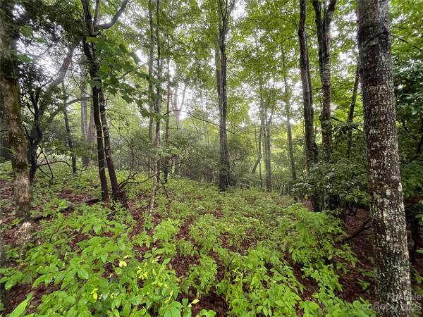 TBD Tellico TRL #116/01, Brevard, NC 28712