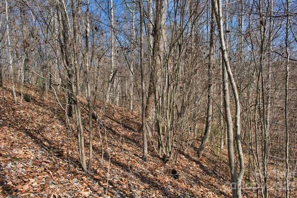 0 Woodstock LN #170, Rutherfordton, NC 28139