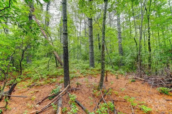 99999 Thunder RD, Brevard, NC 28712