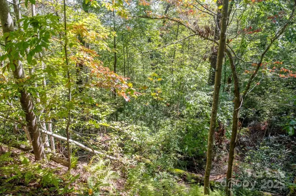 TBD Pine Mountain TRL #M79, Brevard, NC 28712
