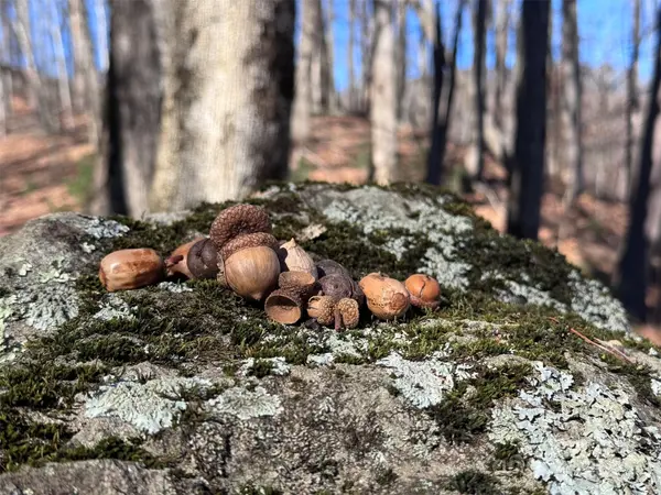 15 +/- Acres Riddle Branch RD, Burnsville, NC 28714