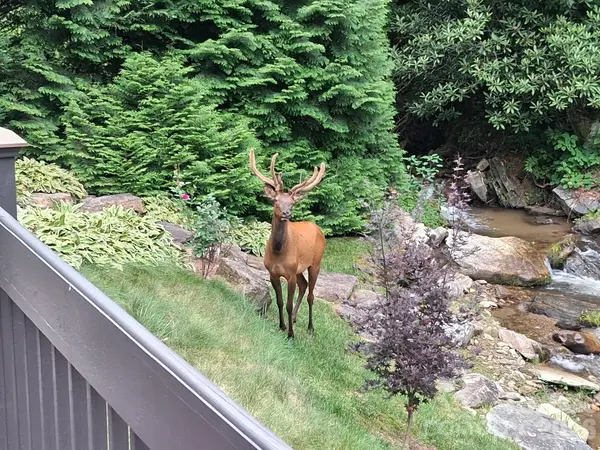 79 Ward RD, Maggie Valley, NC 28751
