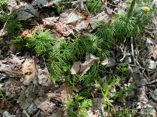 Lot# 34 Buckeye Creek RD #34, Beech Mountain, NC 28622