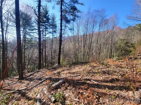 111 Digging Seng TRL #138, Waynesville, NC 28785