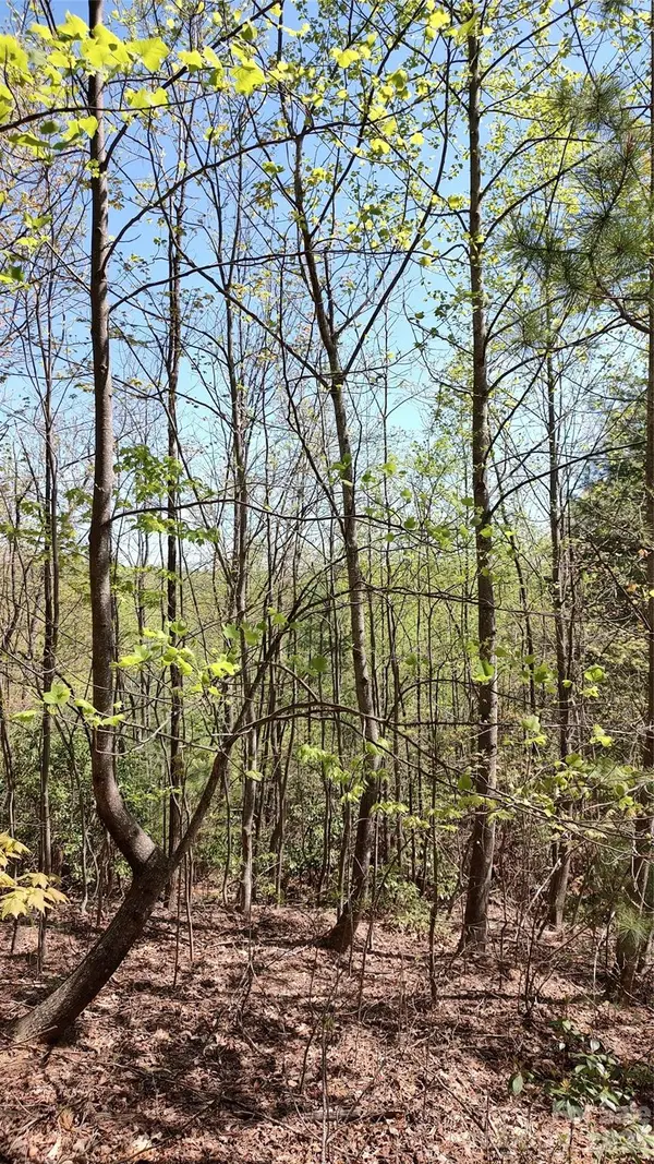 0 Staghorn RD, Purlear, NC 28665