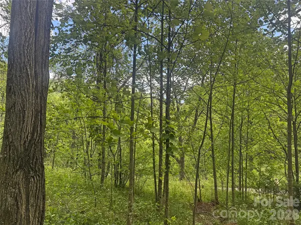 V/L Wolf XING, Bakersville, NC 28705