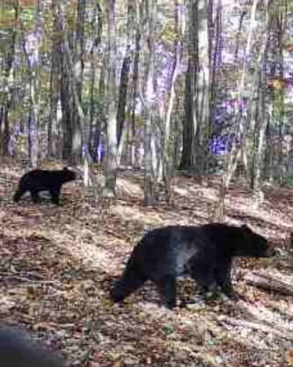 TBD Boone Gap LN, Taylorsville, NC 28681