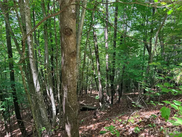 TBD Warren WAY #132A, Purlear, NC 28665