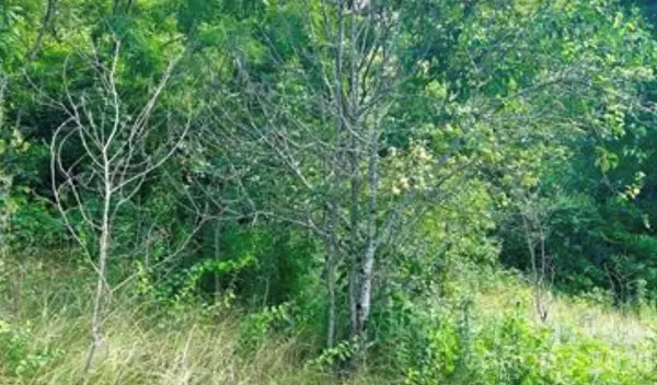00 Split Pine CV, Clyde, NC 28721