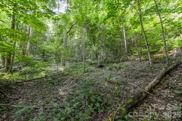 ### Board Tree RD #1, Marshall, NC 28753