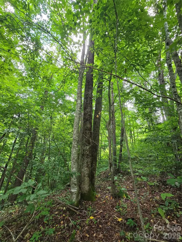 108 Tenderfoot TRL #108 & 109, Maggie Valley, NC 28751