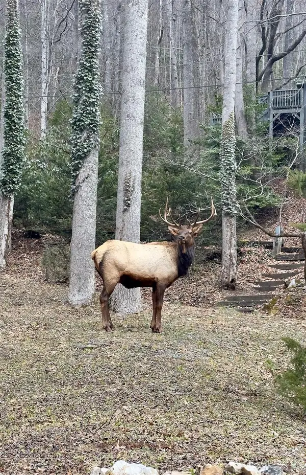 294 Laurel Branch RD, Maggie Valley, NC 28751
