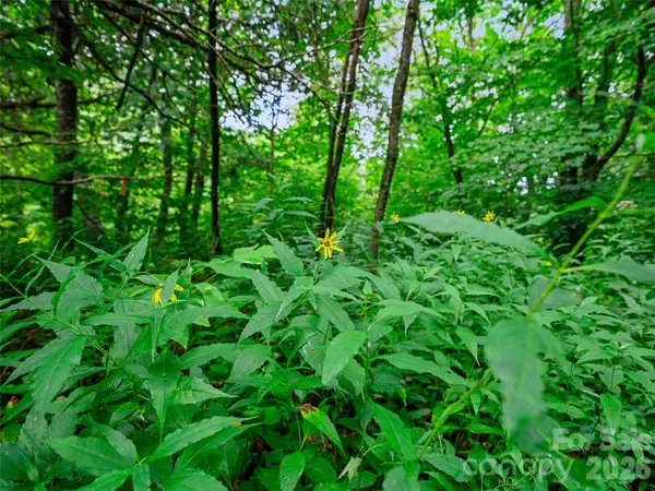0 Ogle Meadows RD ##81, Burnsville, NC 28714