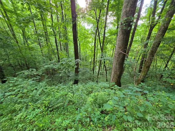 Lot 17 Cocker Spaniel CT #17, Whittier, NC 28789