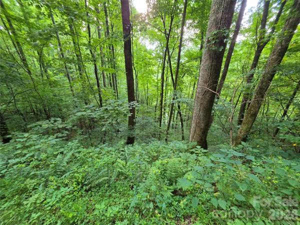 Lot 17 Cocker Spaniel CT #17, Whittier, NC 28789