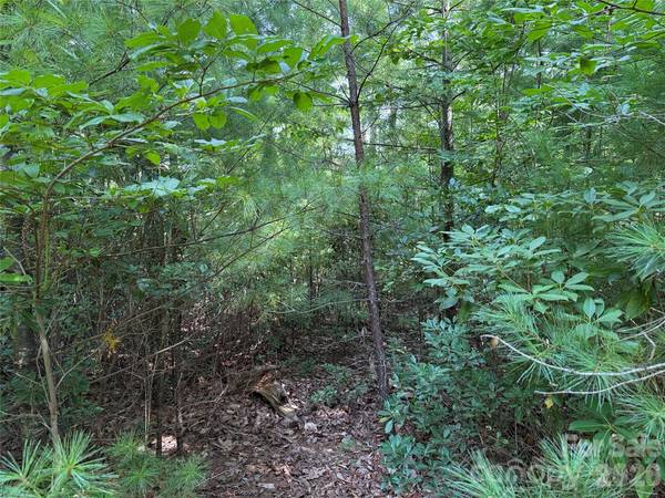 TBD Rich Pine DR #119, Purlear, NC 28665