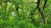 Lot 19 TBD SE Holstein DR, Oak Grove, MO 64075