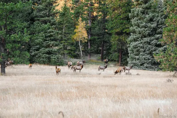 Upper Bear Creek Road, Evergreen, CO 80439