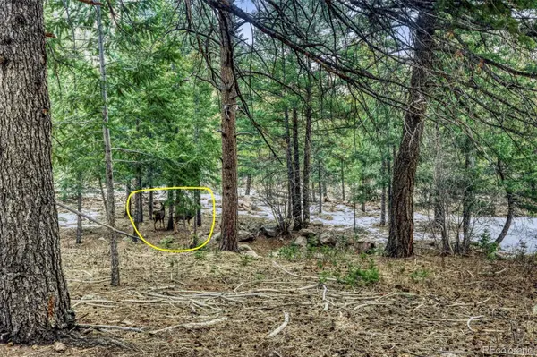 Rock Ridge RD, Palmer Lake, CO 80133