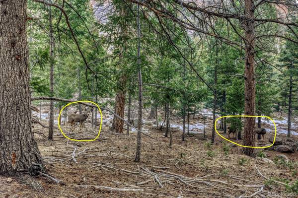 Rock Ridge RD, Palmer Lake, CO 80133