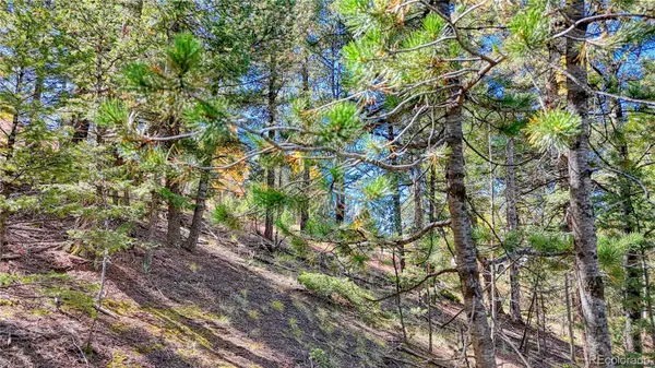 959 Calcite DR, Divide, CO 80814