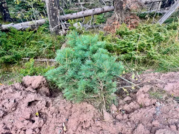Lot 2843 Wendt LN, Fort Garland, CO 81133