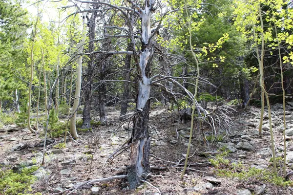 16564A Pennsylvania, Idaho Springs, CO 80461