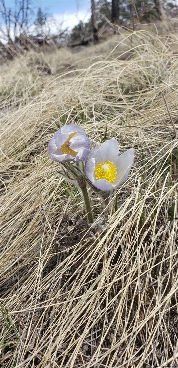 Lot 179 Duffy LN, Fort Garland, CO 81133