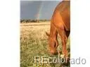 02 E Cherry Creek RD, Larkspur, CO 80118