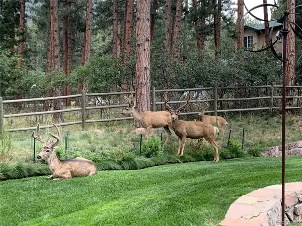 4745 Cheyenne DR, Larkspur, CO 80118