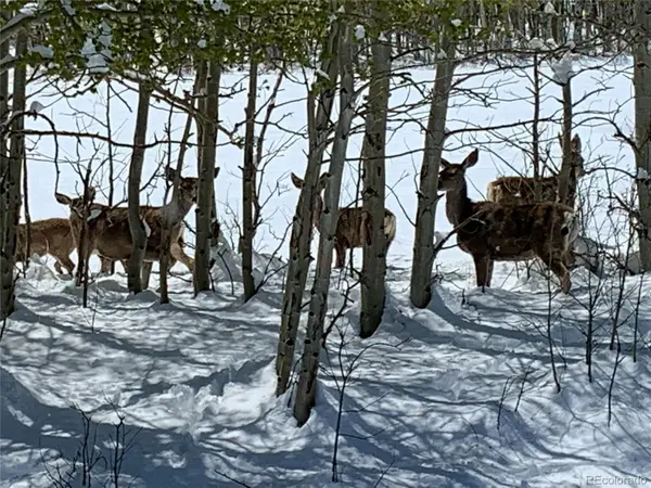 Michigan Hill RD, Jefferson, CO 80456