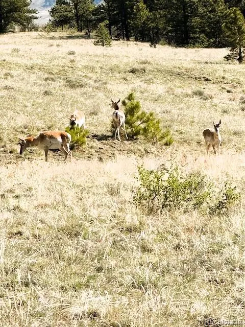 7493 Ranch RD, Hartsel, CO 80449