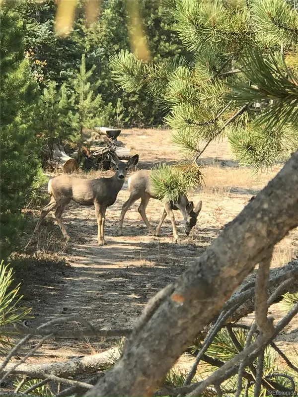 99 GCR 490, Grand Lake, CO 80447
