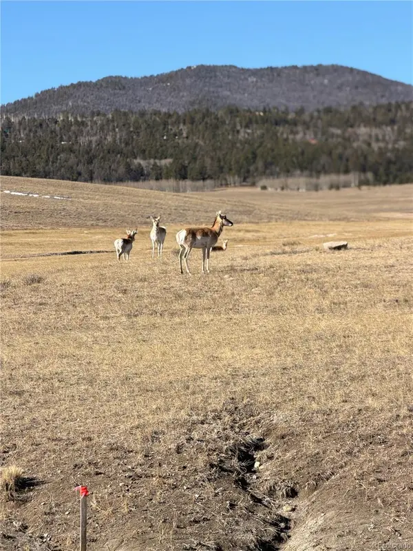 3 Ranch, Hartsel, CO 80449